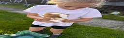 Guinea Pig rodents for sale: 2 female guinea pigs  - Advert 3