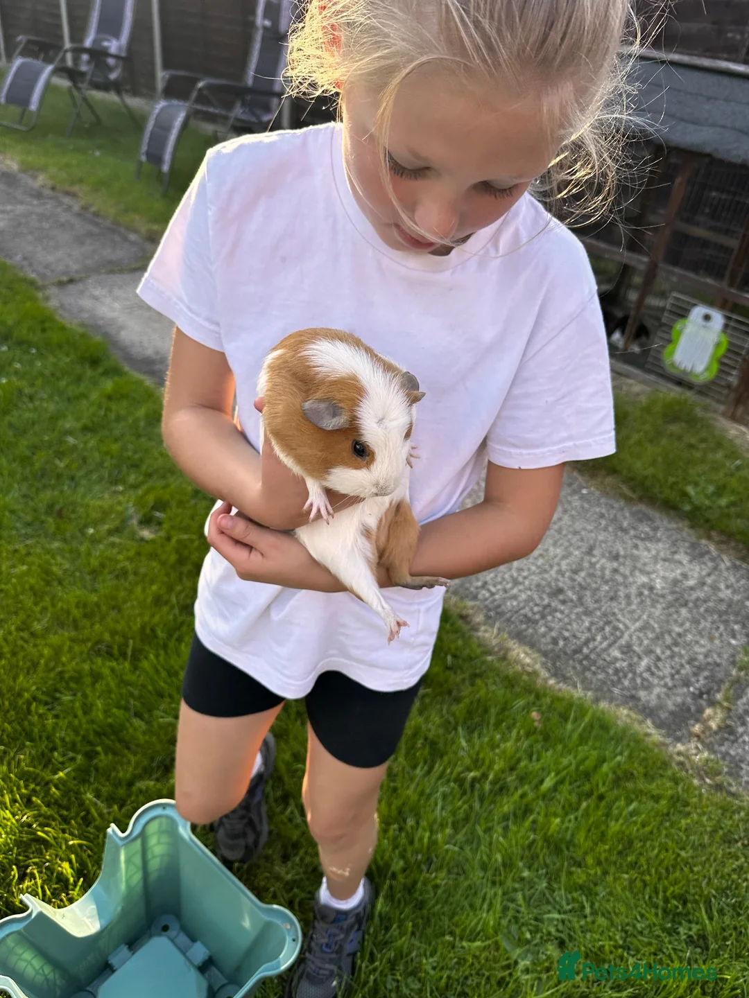 Guinea Pig rodents for sale: 2 female guinea pigs  - Advert 3