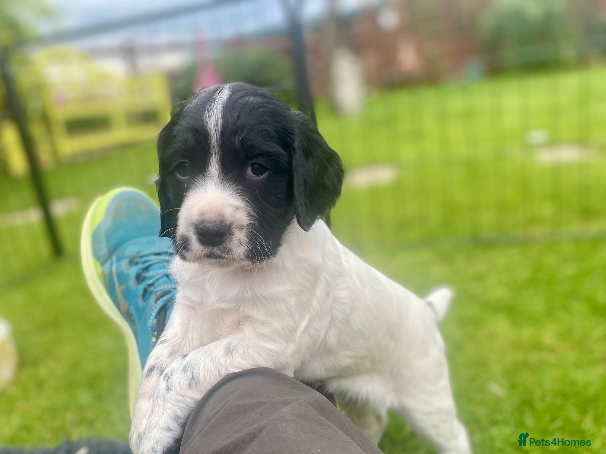 Sprocker dogs Exceptionally well bred sprocker pups - Advert 8