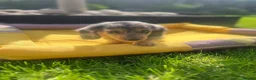 Miniature Dachshund dogs for sale: Adorable Puppies in Bradford - Advert 11