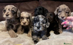 Cockapoo dogs for sale: Stunning cockapoo boys  - Image 1