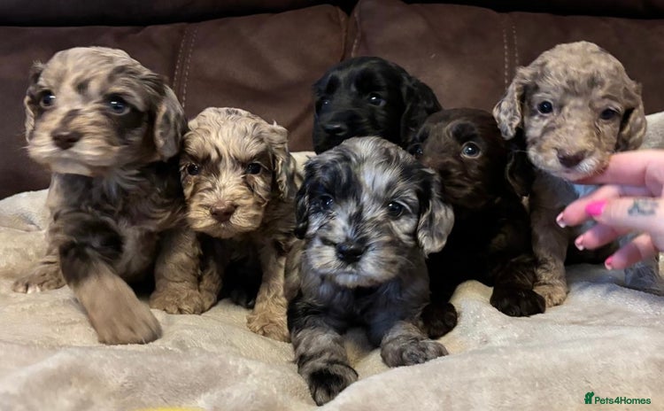 Cockapoo dogs - Advert 3