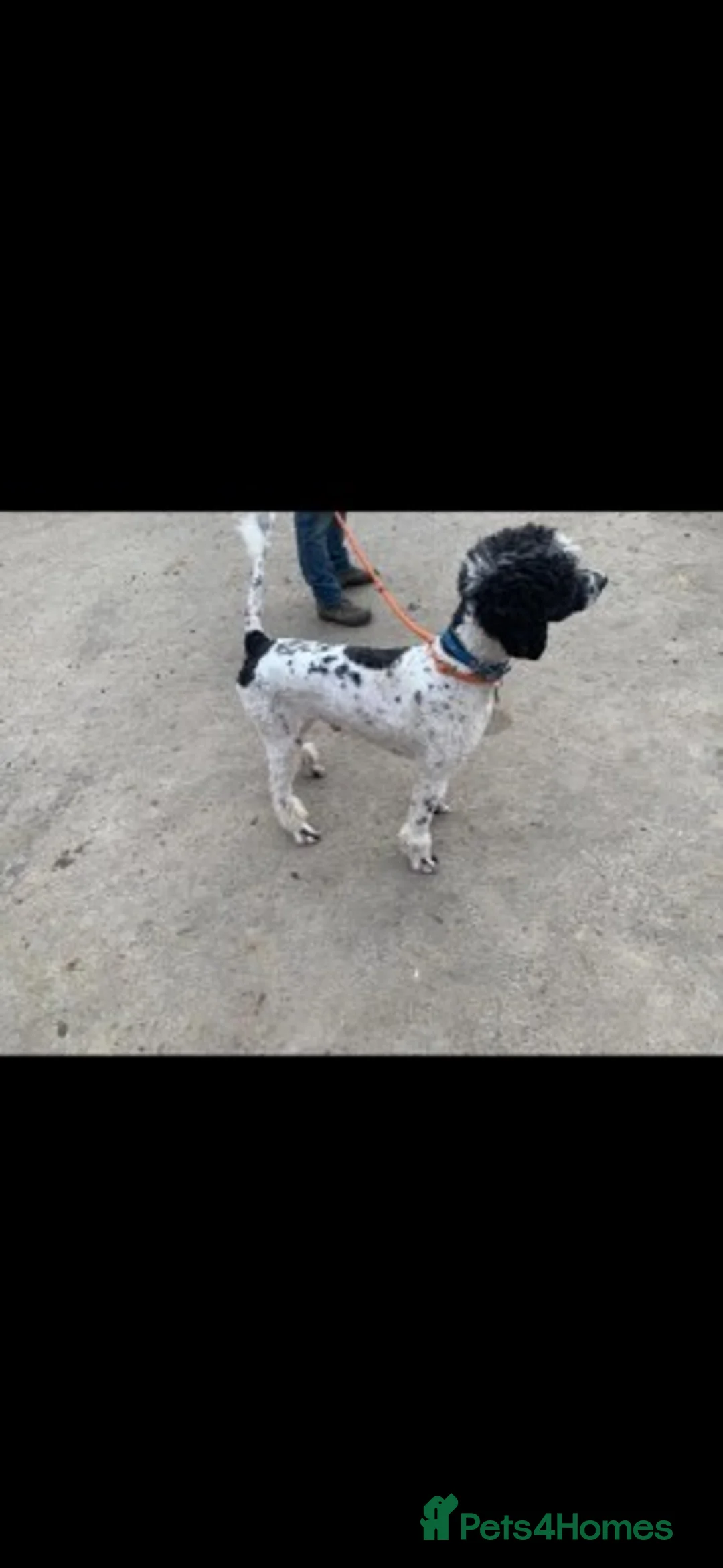 Standard Poodle dogs for stud: Standard party poodle in Marlborough - Advert 15