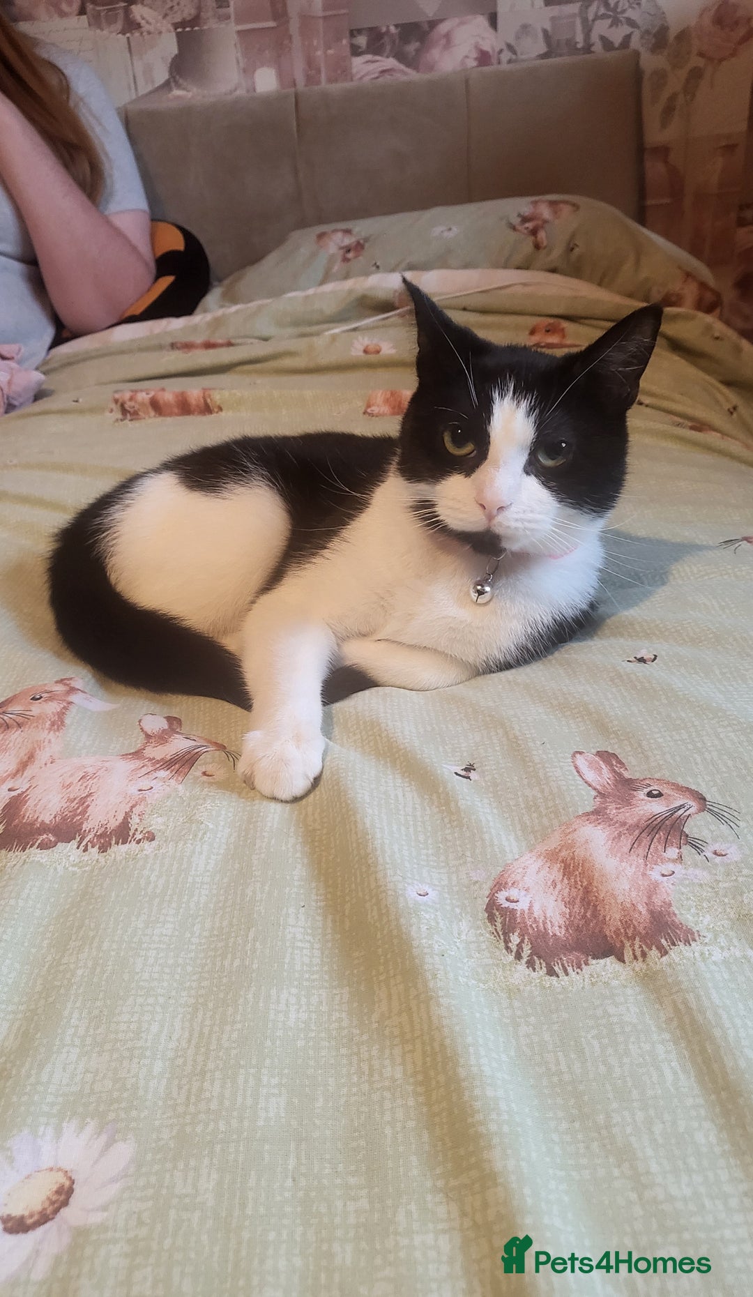 Mixed Breed cats for sale: 12 month old female  - Advert 2
