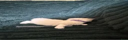 Ragdoll cats for sale: Beautiful Ragdoll Kittens Looking for Loving Home - Advert 4