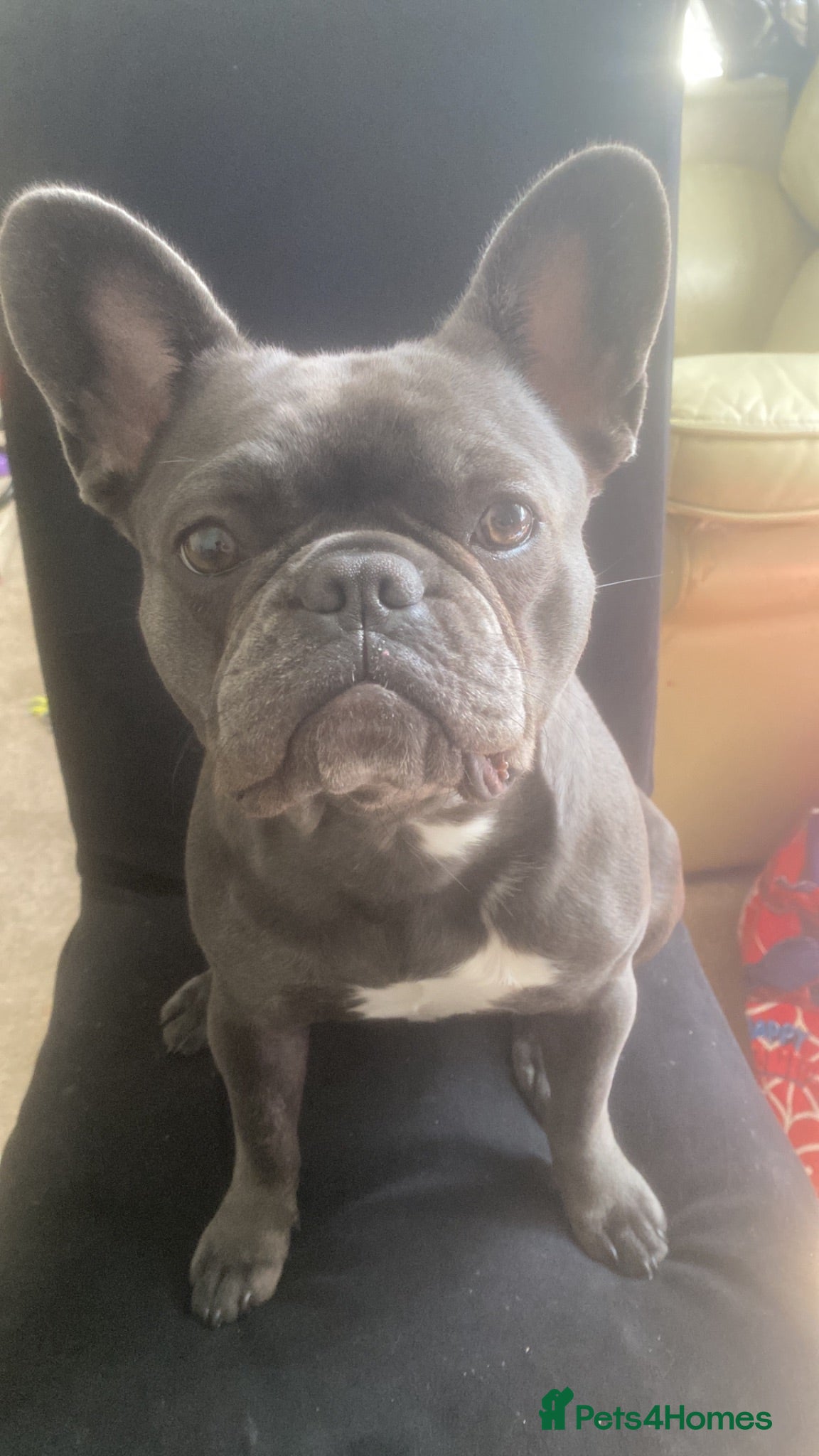 French Bulldog dogs Female French Bulldog - Advert 2