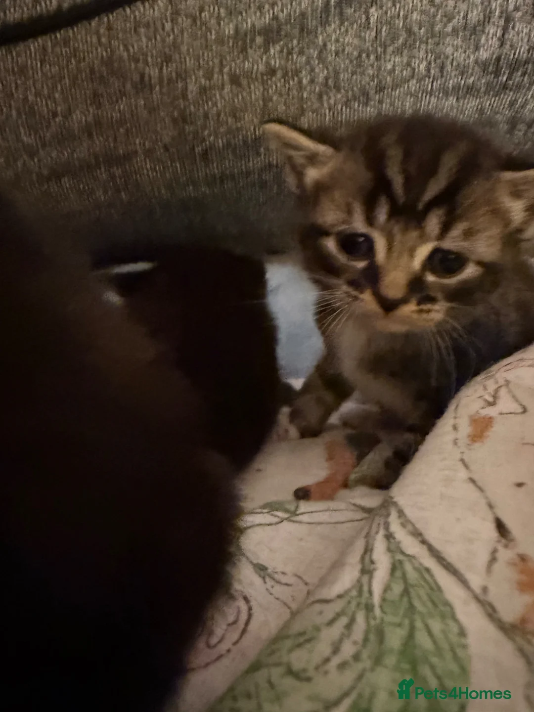 Mixed Breed cats for sale: Beautiful babies in Leamington Spa - Advert 1