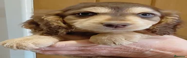 Cockapoo 2