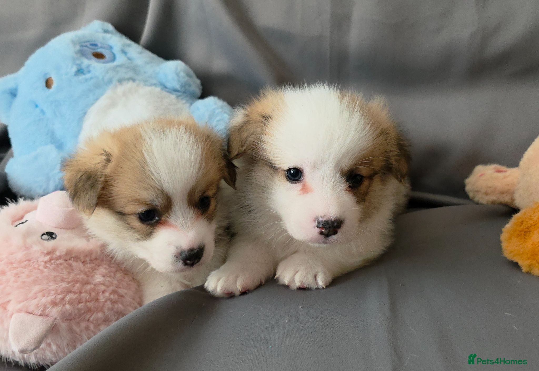 Welsh Corgi Pembroke dogs Corgi Puppies for Loving Homes – 1 Male, 1 Females - Advert 3