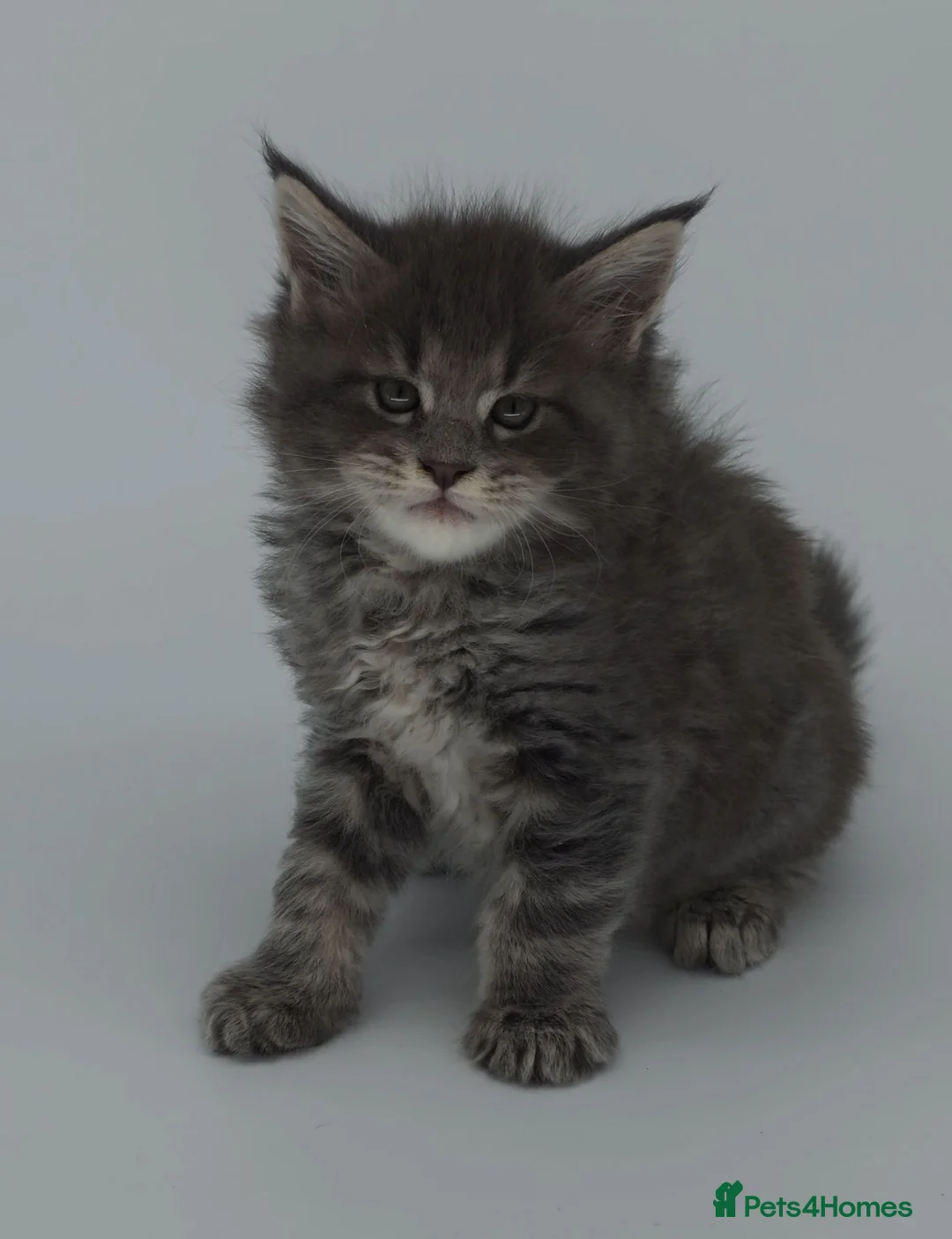 Maine Coon cats for sale: Tica beautiful Maine Coon kittens  - Advert 2