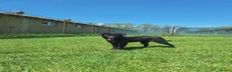 Mixed Breed dogs for adoption: Purple for adoption - Advert 8