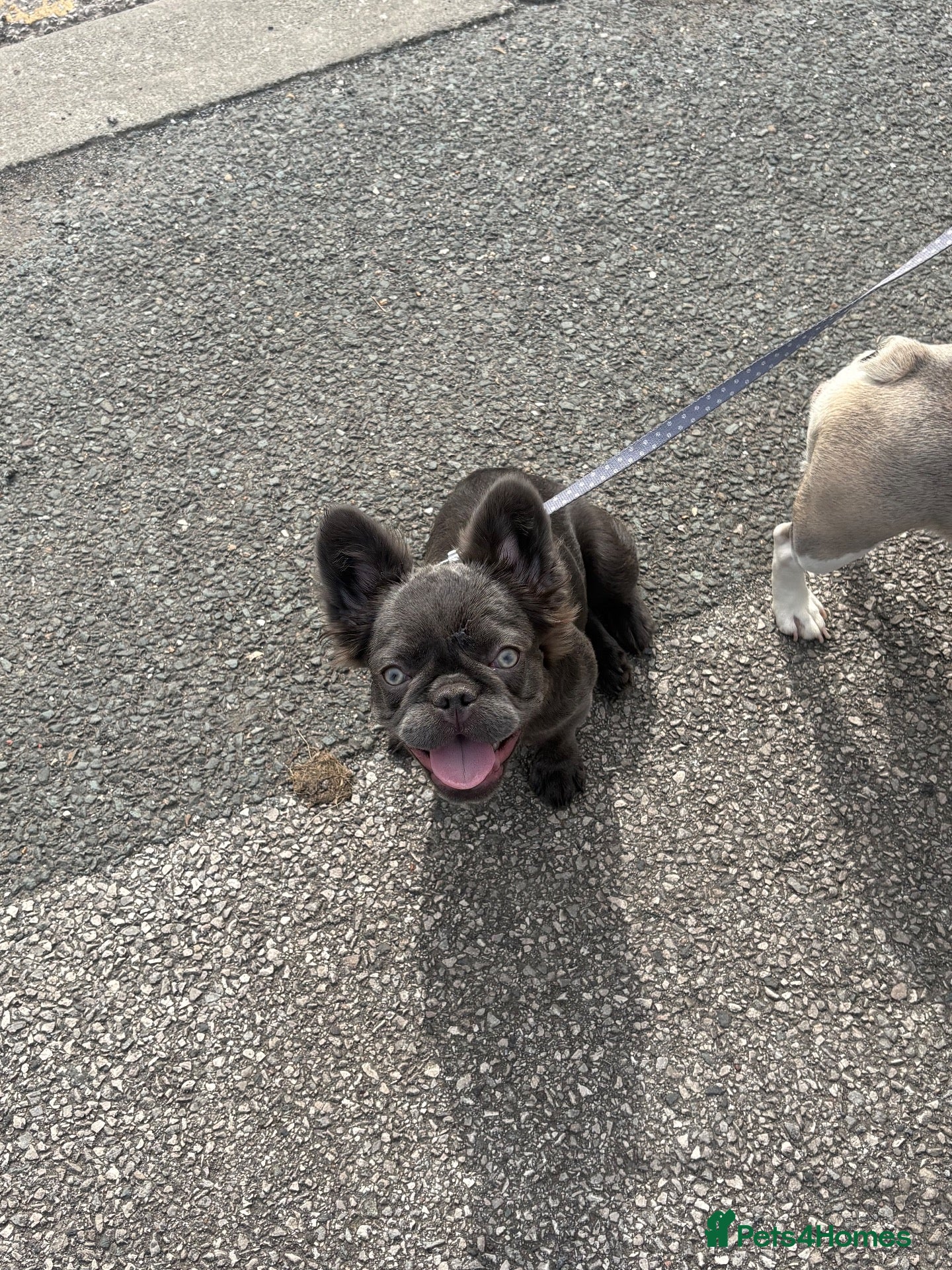 French Bulldog dogs Fluffy blue French bulldog  - Advert 5