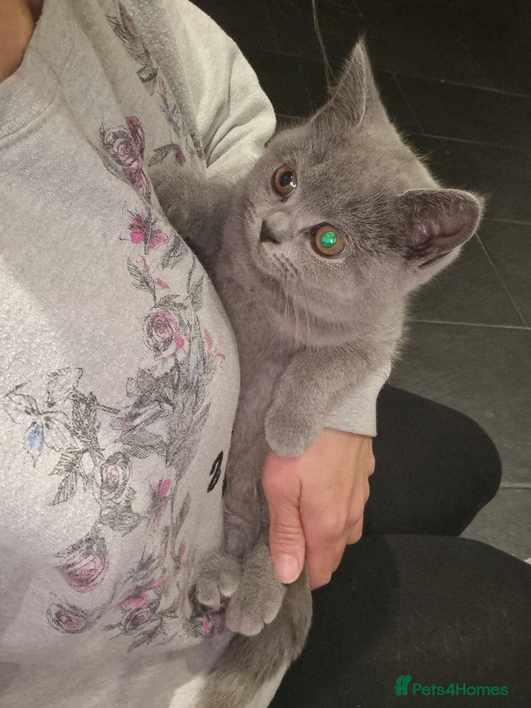 British Shorthair cats for sale:  Beautiful BSH kittens in West London - Image 4
