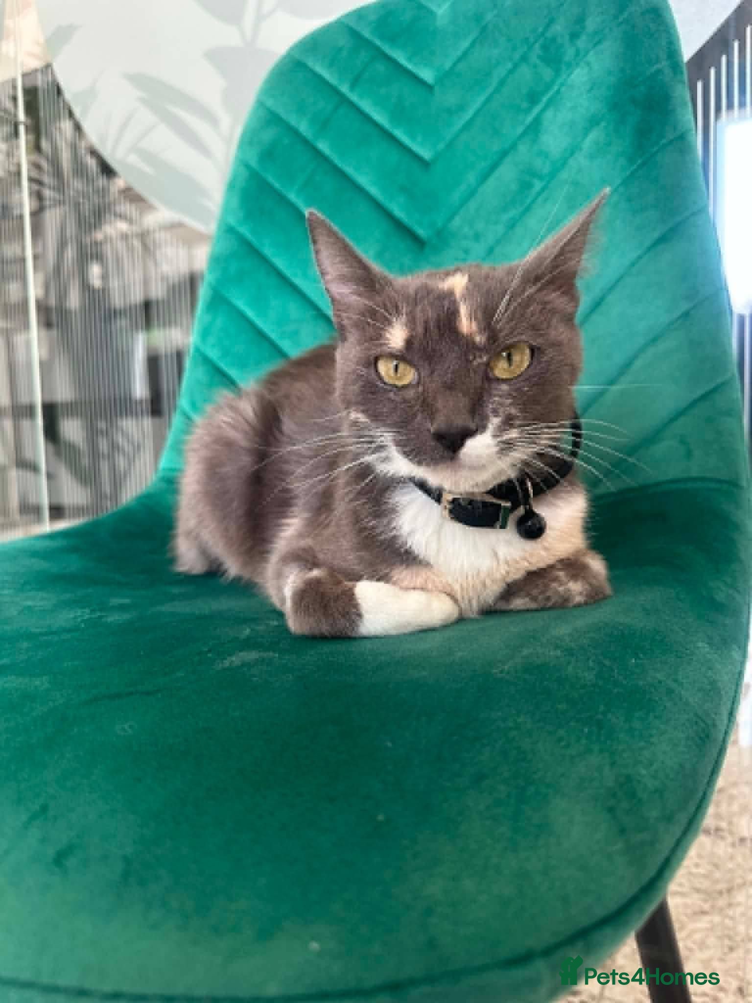 Mixed Breed cats Zoe for adoption - Advert 2