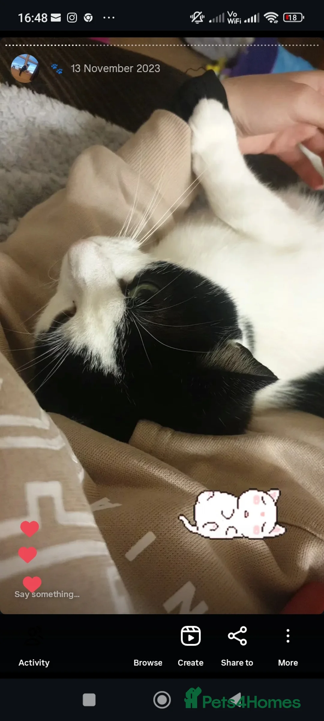 Mixed Breed cats for sale: Gregg  - Advert 2