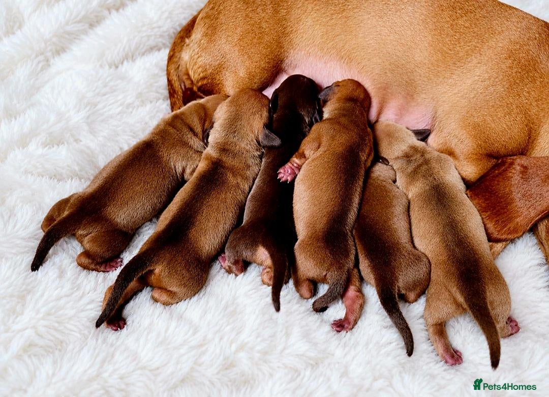 Miniature Dachshund dogs KC Miniature Dachshunds - Advert 9