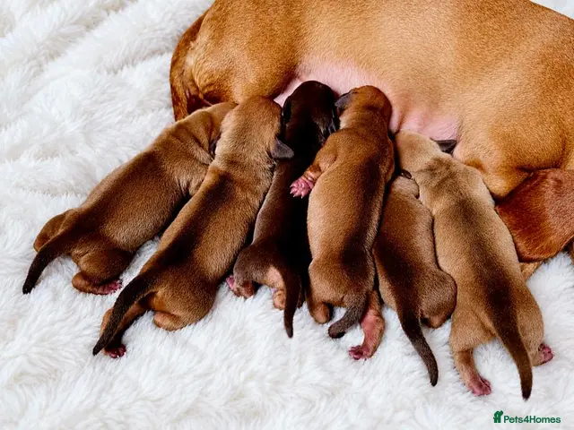 Miniature Dachshund dogs KC Miniature Dachshunds - Advert 9