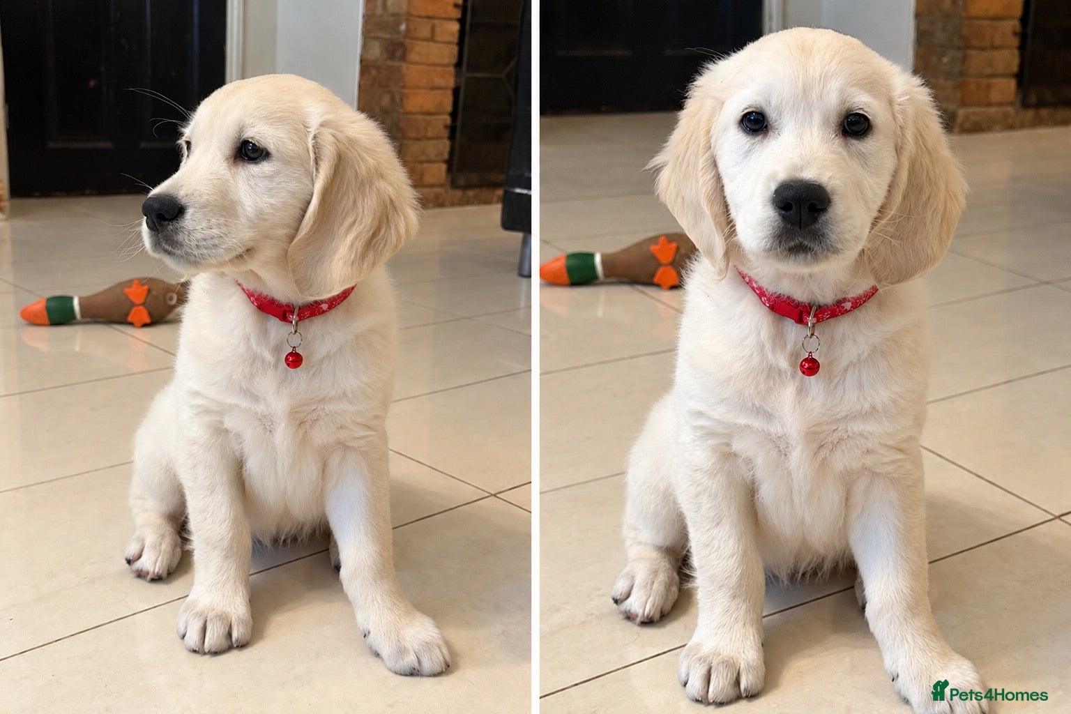 Golden Retriever dogs Beautiful KC Registered Golden Retriever Puppies - Advert 1