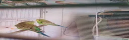 Budgerigars birds for sale: very beautiful parrots in Ilford - Advert 2