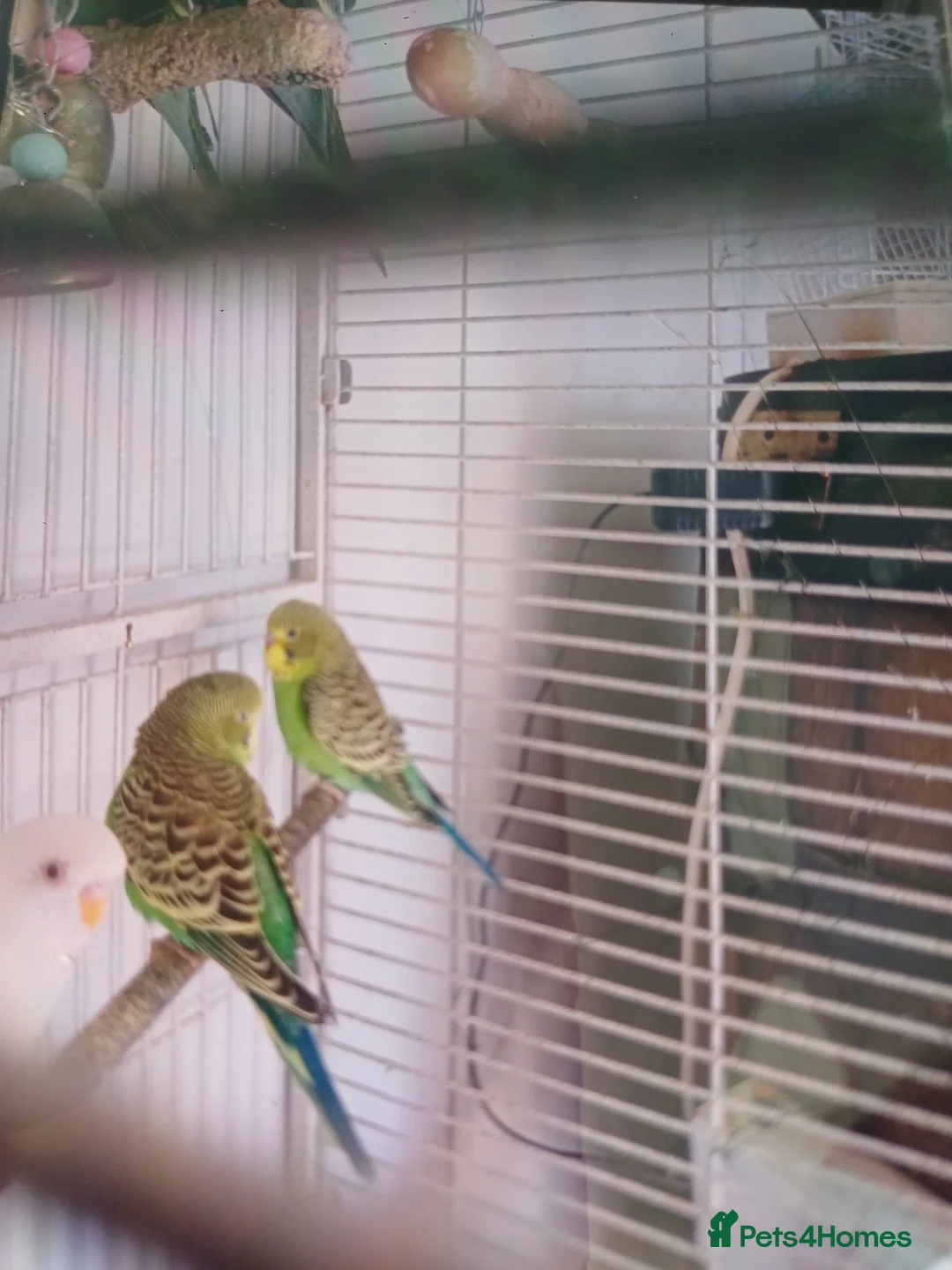 Budgerigars birds for sale: very beautiful parrots in Ilford - Advert 2