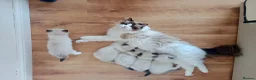 Ragdoll cats for sale: Purebread Ragdoll Kittens  in Normanton - Advert 1