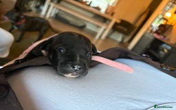 Staffordshire Bull Terrier dogs for sale: Blue staffy pups (mum is champion bred kc) - Image 15