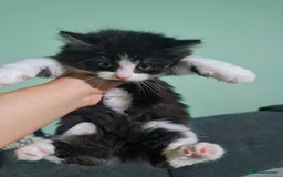 Mixed Breed cats for sale: 4 female kittens - Image 5