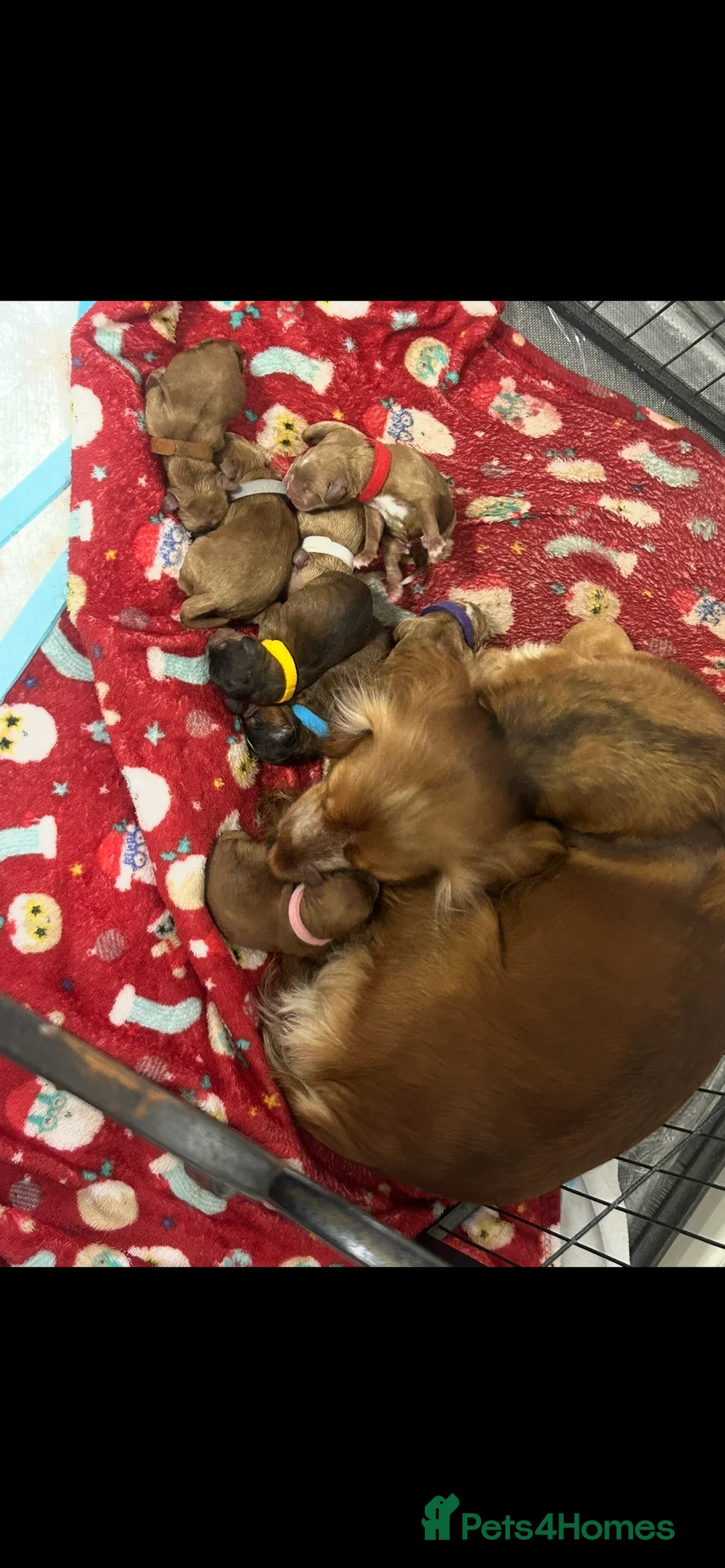 Cockapoo dogs for sale: 🐾 Adorable Cockerpoo Puppies for Sale, F1 - Advert 2