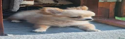 Chihuahua dogs for sale: Chihuahua long coat boy - Advert 6