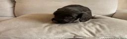 Mixed Breed dogs for sale: Beautiful Cocker Sproodle Puppies  in Weston-super-Mare - Advert 6