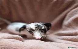 Dachshund dogs for sale: KC Registered Shorthaired dachshunds  - Image 12