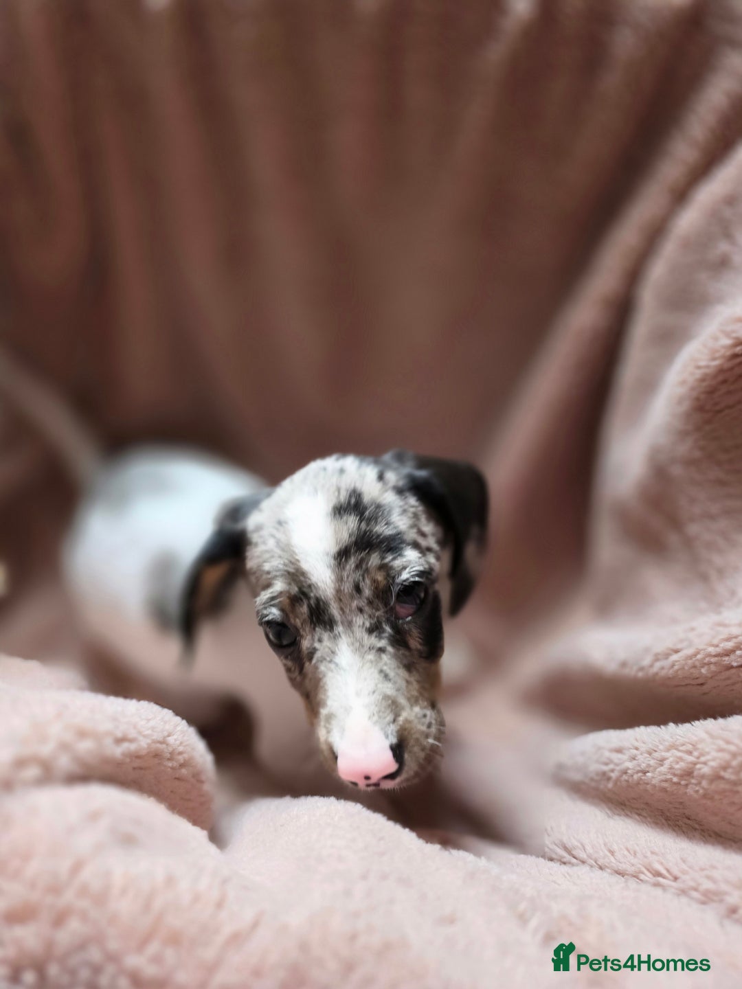 Dachshund dogs for sale: KC Registered Shorthaired dachshunds  - Image 12