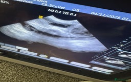 Miniature Poodle dogs for sale: Miniature poodle puppies DUE 8th DEC - Image 9