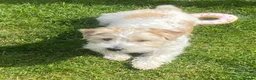 Jack Russell dogs for stud: KC registered Jack Russel Terrier available stud  - Advert 4