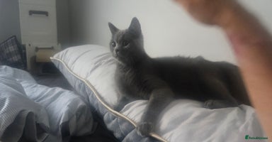 British Shorthair cats - Advert 1