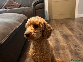 Cockapoo dogs Beautiful f1 cockapoo puppies - Advert 18