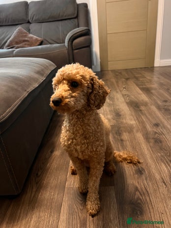 Cockapoo dogs Beautiful f1 cockapoo puppies - Advert 2