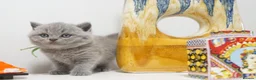British Shorthair cats for sale: ✨ CIAOKITTY — BLUE BRITISH SHORTHAIR KITTENS ✨ in Widnes - Advert 5