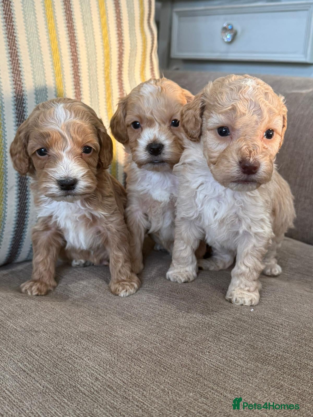 Cockapoo dogs F1 red and apricot Cockapoo puppies - Advert 6