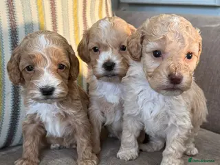 Cockapoo dogs F1 red and apricot Cockapoo puppies - Advert 6