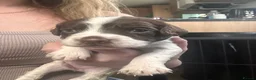 English Springer Spaniel dogs for sale: RKC English Springer Spaniel  - Advert 14