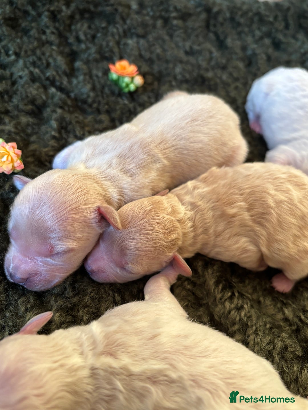 Maltipoo dogs for sale: Exquisite Maltipoo puppies  - Advert 5