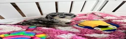 Cockapoo dogs for sale: F1 cockapoo puppies  - Advert 8