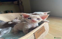Devon Rex cats for sale: Adorable pure Devon Rex kittens  - Image 8