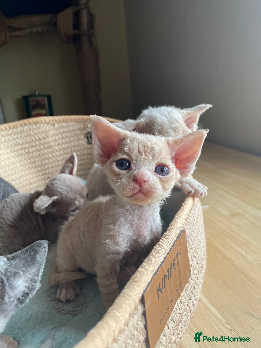 Devon Rex cats for sale: Adorable pure Devon Rex kittens  - Image 8