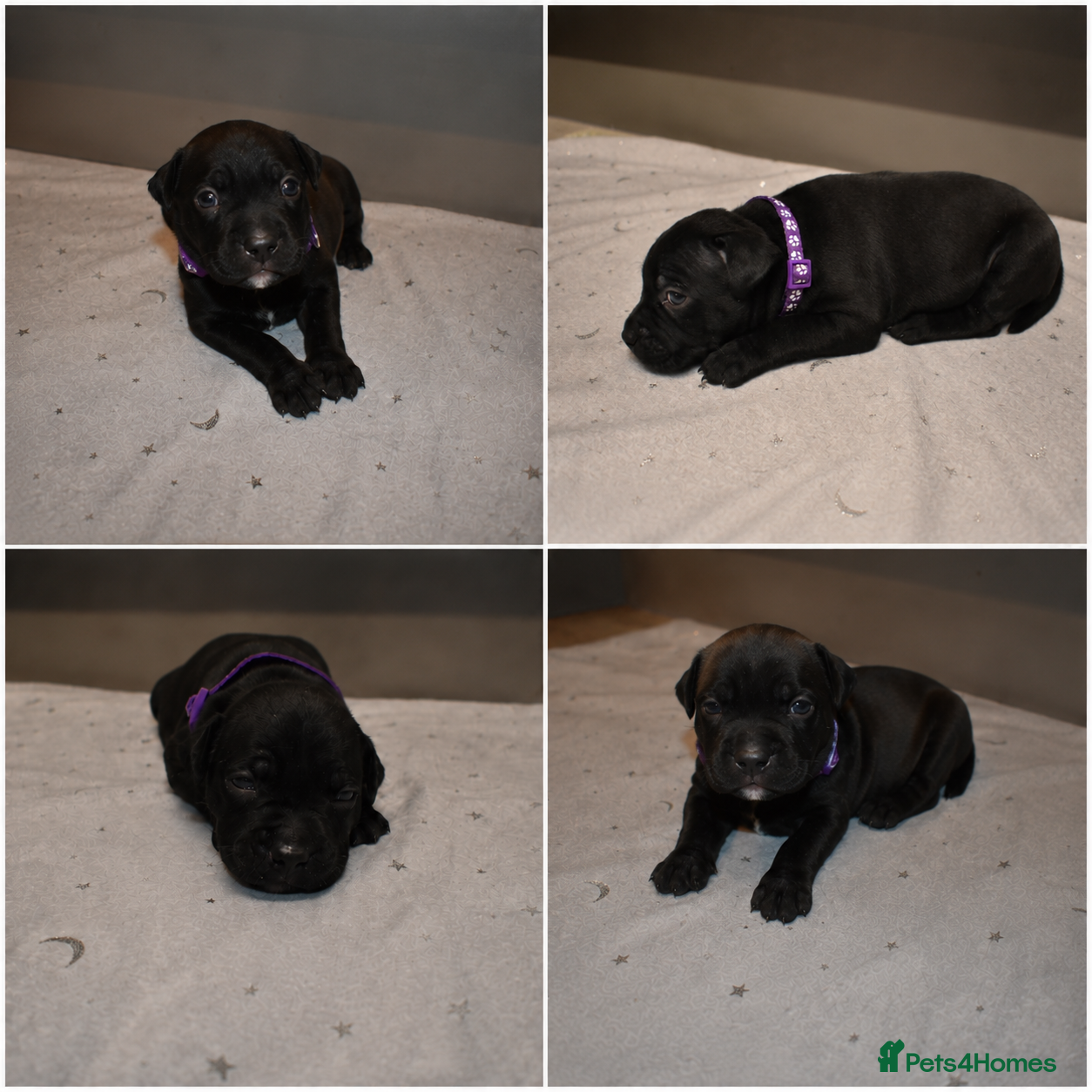 Staffordshire Bull Terrier dogs KC Staffordshire bull terrier pups  - Advert 2