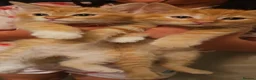 Mixed Breed cats for sale: Cute ginger kittens  in Crawley - Advert 6