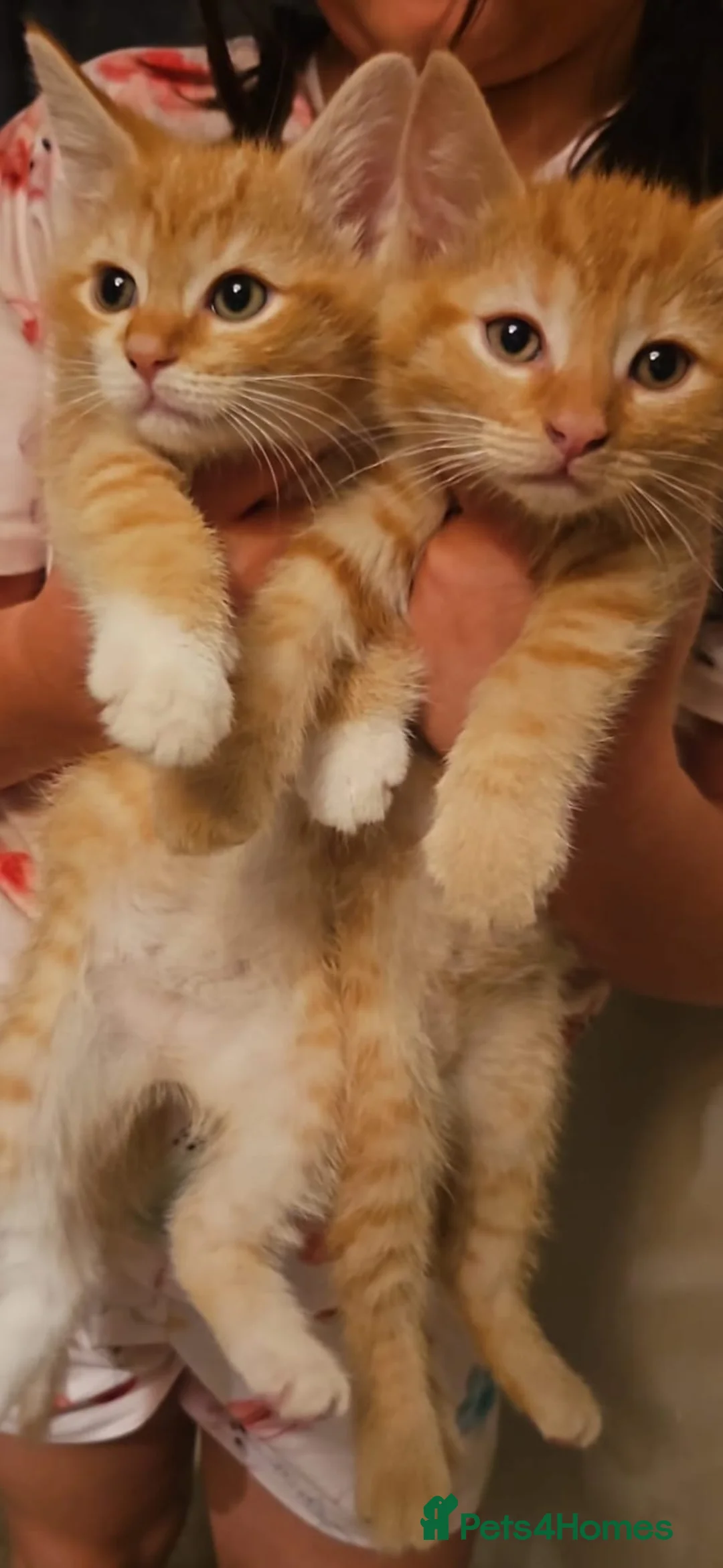 Mixed Breed cats for sale: Cute ginger kittens  in Crawley - Advert 6