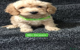 Cockapoo dogs for sale: F1b toy cockapoo puppies - Image 12