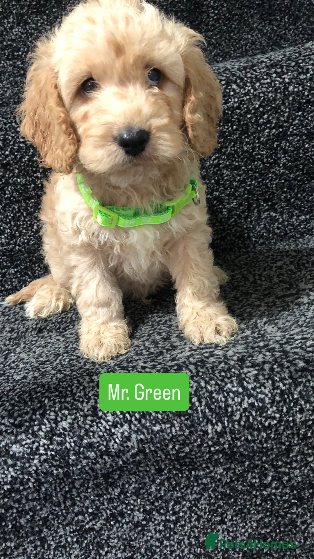 Cockapoo dogs for sale: F1b toy cockapoo puppies - Image 12